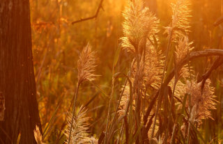 Golden Plumes (backlit reeds at sundown) . 2025 Winner Professional Category, Friends of Black Bayou Photo Contest